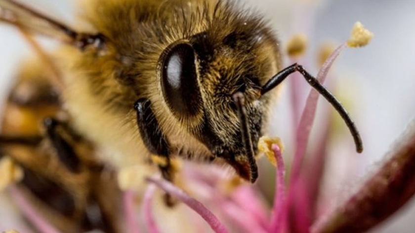 Las abejas de la miel en el Reino Unido están siendo eliminadas por una enfermedad viral crónica