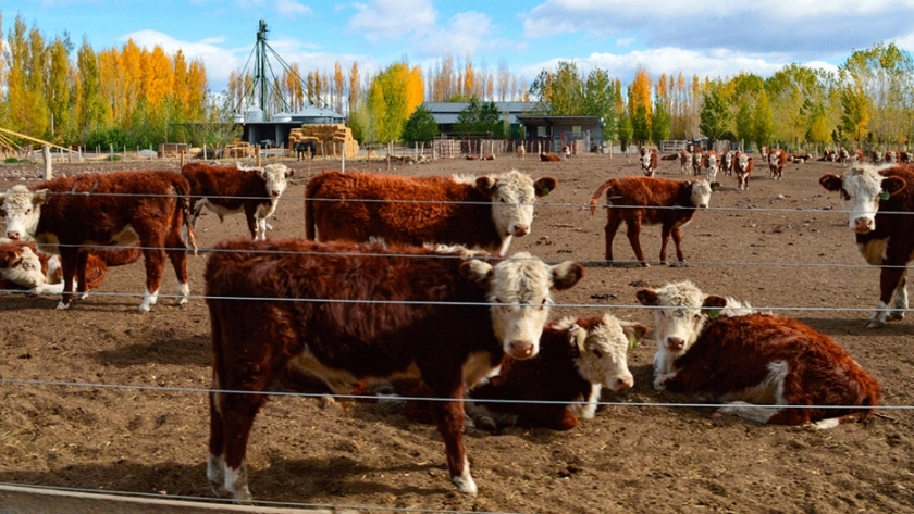 Engorde a corral: claves para su planificación y manejo