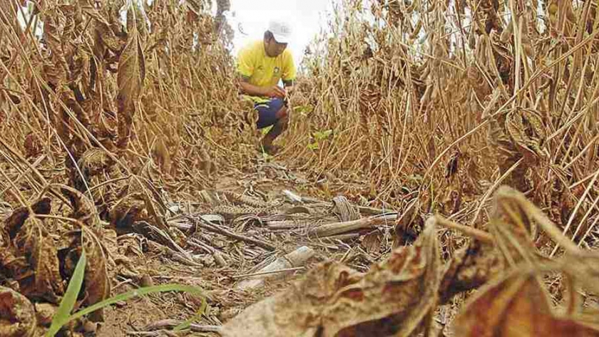 Bolivia avanza en la aprobación de soya transgénica tolerante a la sequía
