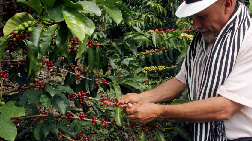 Cultivo de café: una opción de vida rentable para los agricultores