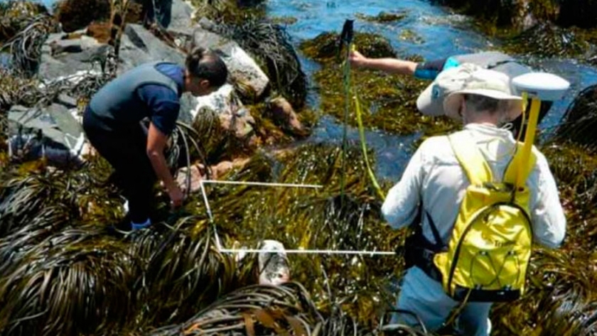 Chile: capacitan a pescadores artesanales para producir algas pardas destinadas a la biomedicina