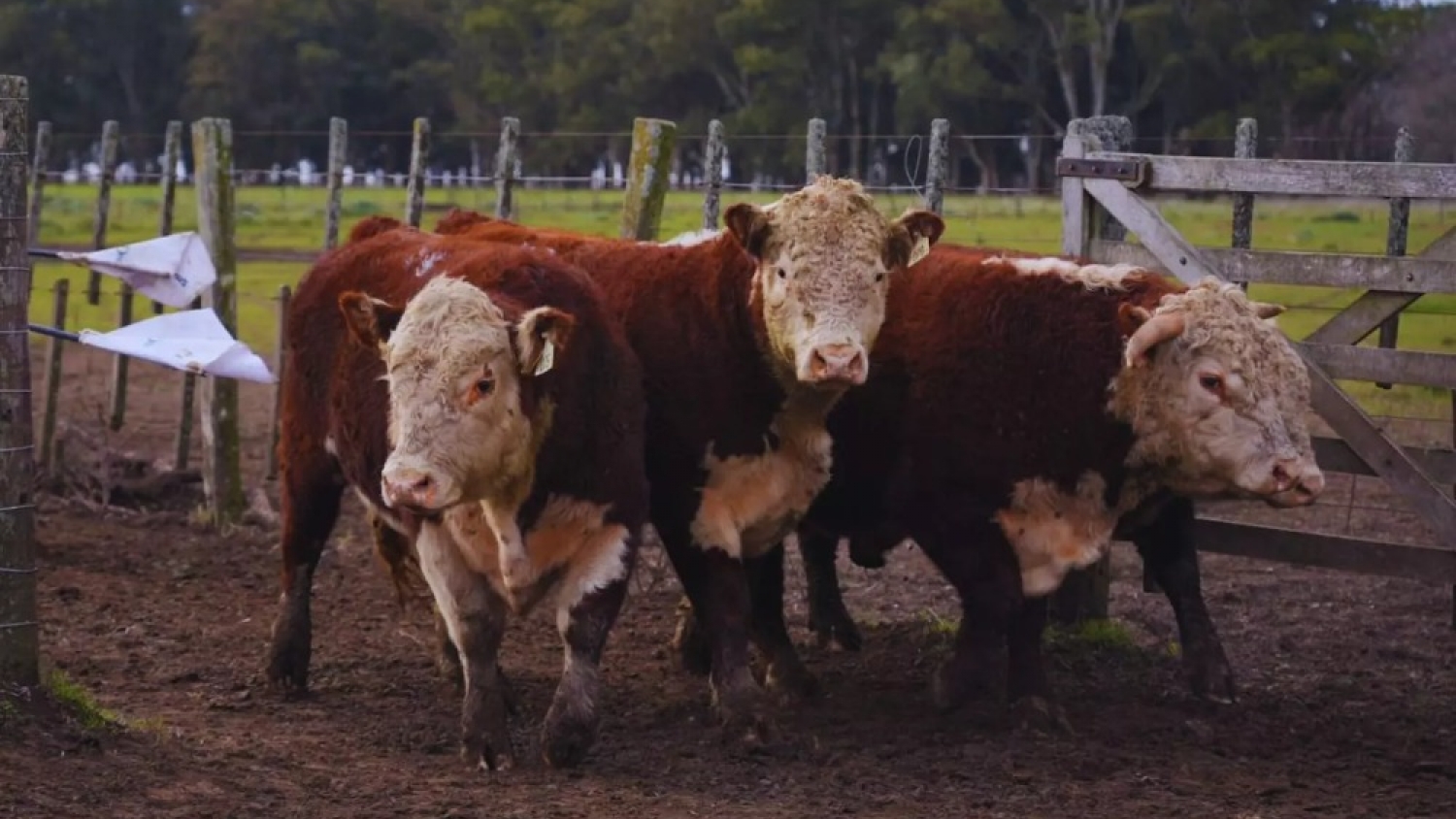 Prueba pastoril Hereford: buscan identificar los toros más eficientes para la ganadería a campo