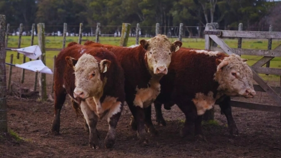 Prueba pastoril Hereford: buscan identificar los toros más eficientes para la ganadería a campo