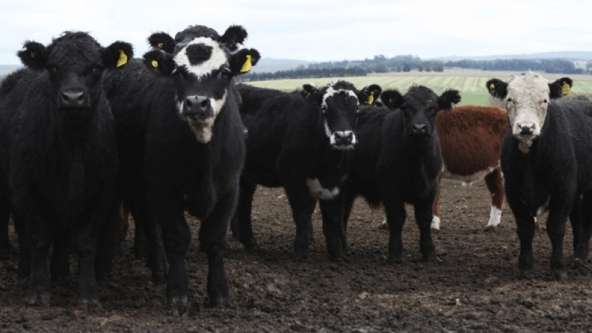 Alerta sanitaria por la muerte de 30 vacas por Carbunclo en La Pampa