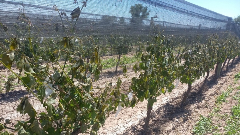 Usuarios de energía eléctrica con tarifa de riego agrícola podrán acceder a planes de pago