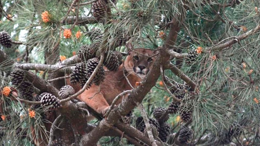 El puma de Ostende fue derivado a un bioparque y alertan sobre el peligro del mascotismo