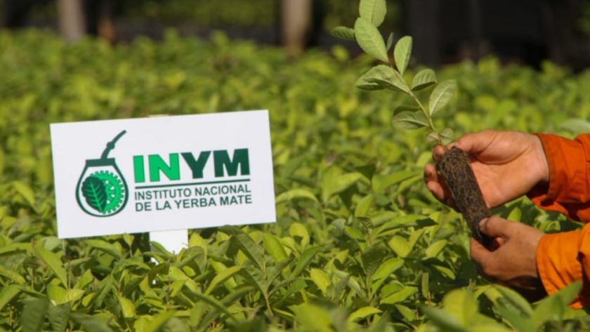 El Instituto Nacional de la Yerba Mate (INYM) abre proceso de renovación de su directorio en medio de la desregulación del mercado