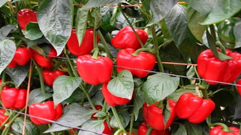El cultivo de pimiento para pimentón: sus posibilidades       