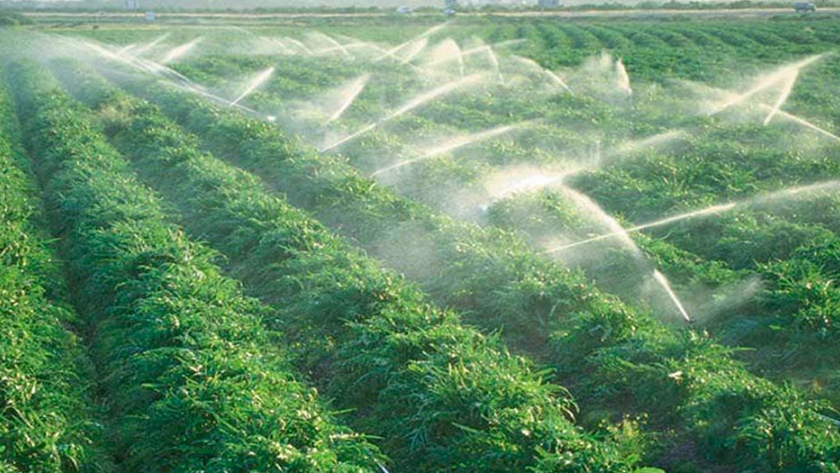 Sistema de riego por goteo. se utiliza un sistema de riego por goteo que  ahorra agua en un campo de zanahorias jóvenes.