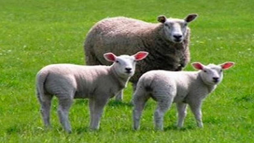 Biotecnologías reproductivas para el mejoramiento genético en ovinos