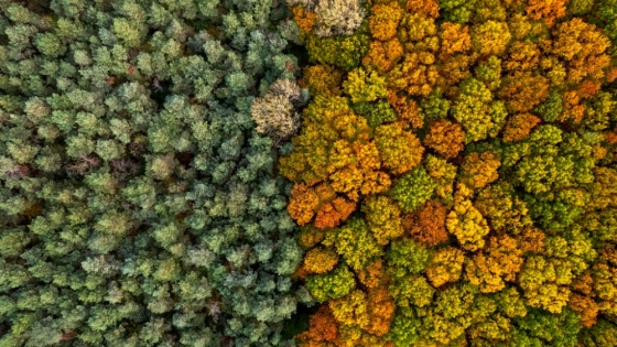 Desarrollan un sistema que clasifica tipos de bosques mediante la inteligencia artificial