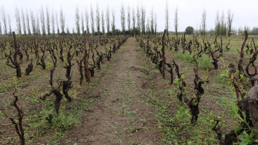 Mendoza decretó Estado de Emergencia o Desastre Agropecuario para zonas afectadas por las últimas contingencias climáticas