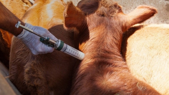 La Argentina refuerza sus controles ante un foco de fiebre aftosa en Alemania