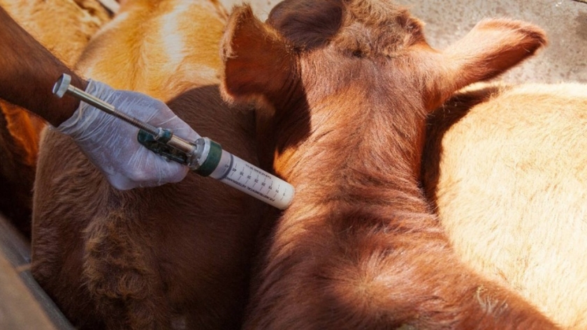 La Argentina refuerza sus controles ante un foco de fiebre aftosa en Alemania