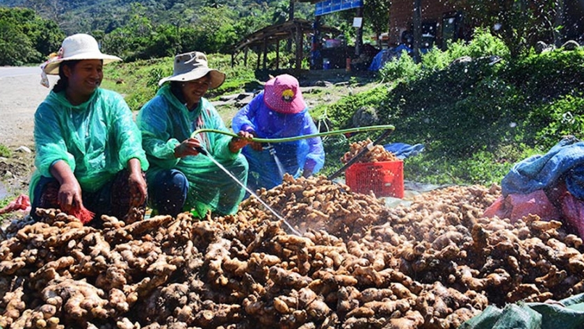 Se triplica la producción de jengibre en Villa Tunari y el precio sube 400%