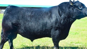 Brasil importará semen y reproductores bovinos argentinos