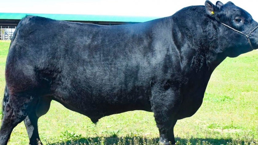 Brasil importará semen y reproductores bovinos argentinos