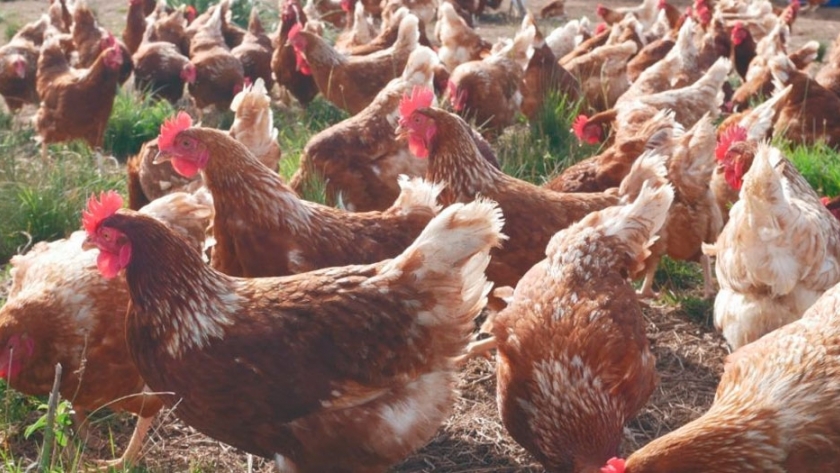Carrefour comenzó a vender huevos de gallinas libres de jaula que son alimentadas a base de vegetales