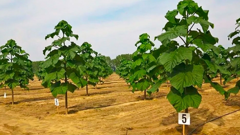 Impulsan en Argentina el cultivo del Kiri