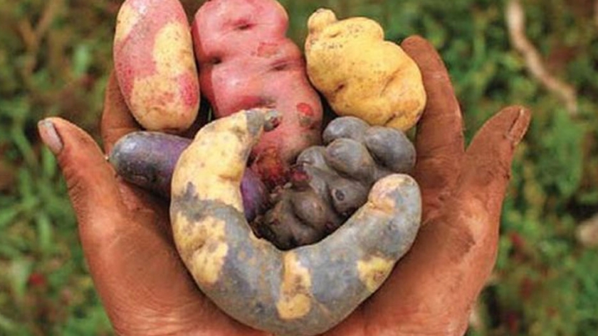 Perú es nuevamente líder en la producción de papa en América Latina
