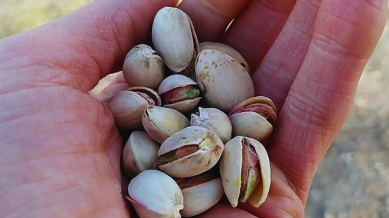 El INTA realizó la primera zonificación agroclimática del pistachero