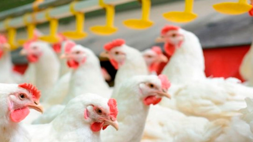 Un excelente manejo es vital para la producción de huevos en sistemas alternativos