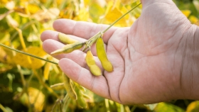 La rentabilidad de la soja en caída libre: alertan por márgenes negativos en gran parte del país