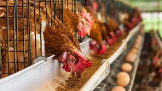 Argentina consume 322 huevos por habitantes y está tercero a nivel mundial