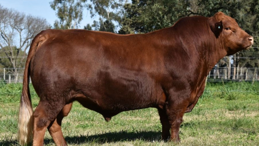 Se desarrolló la jura fenotípica de toros limangus en la Chacra Experimental Bellocq