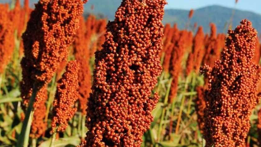 Debido a una gran demanda, se disparó el precio del sorgo
