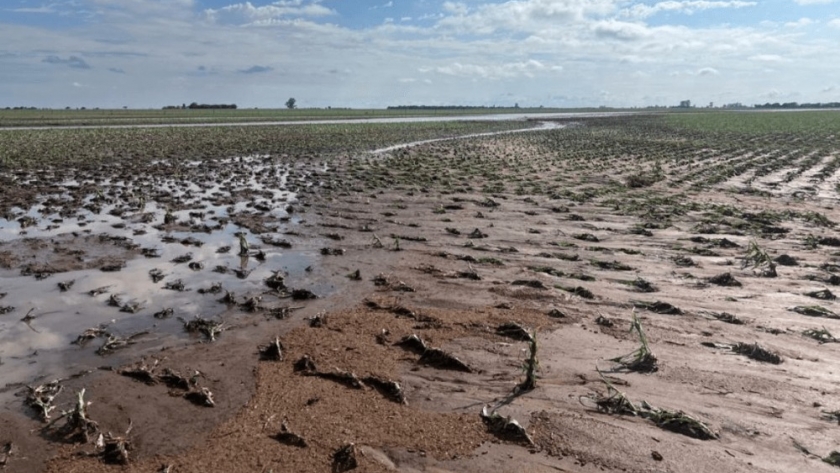 Fuertes tormentas dejaron daños totales en cultivos: cuánto llovió, zona por zona