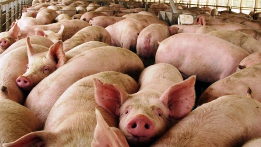 Porcinocultores de Santa Cruz galardonados con los Premios Maya