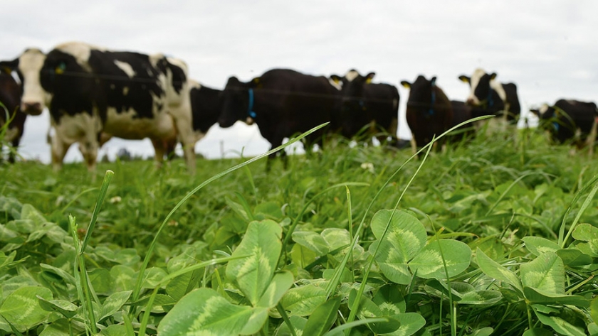 La agricultura cambiará, pero la agricultura pastoral sobrevivirá y prosperará