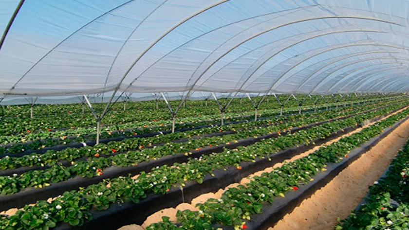 Manejo de la Frambuesa en Macrotúneles