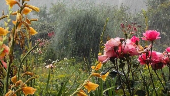 Después de la lluvia: cómo leer el jardín y mejorar riego y drenaje sin gastar de más