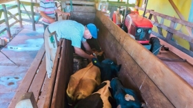 Misiones lanza la segunda campaña anual de vacunación contra la fiebre aftosa con foco en la prevención y la trazabilidad