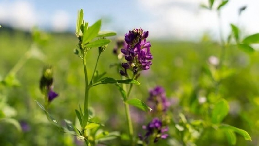Dato inédito: por primera vez, estiman cuántas hectáreas se cultivan con alfalfa