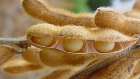 La soja arrancó la semana en alza