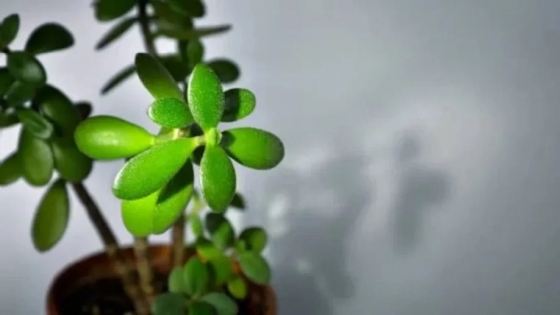 Qué significa tener un árbol de jade en casa