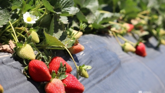 Frutillas: buscan potenciar la producción en el Valle de Lerma