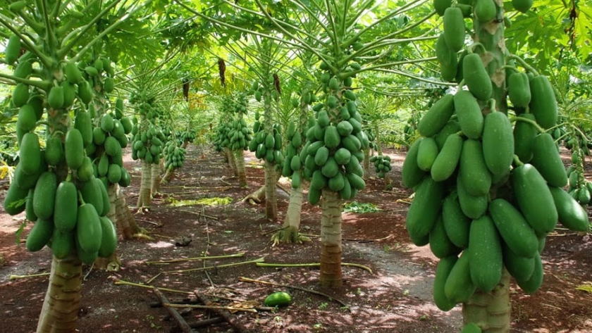 Producción de Papayas en el NOA