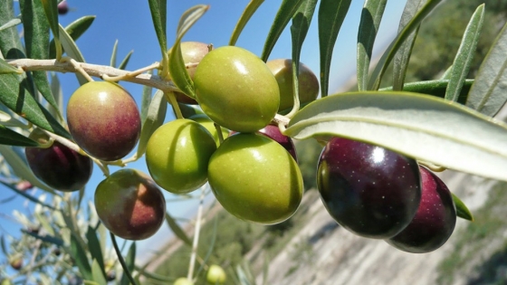 Mendoza aumentó 2.500 hectáreas con olivo, durazno, frutos secos, cereza y ciruela
