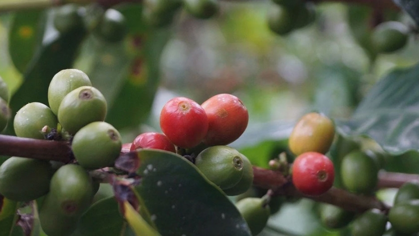 Se espera caída en cosecha de café en Brasil para el 2021