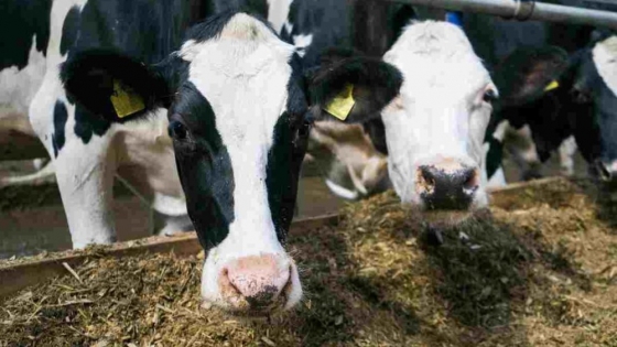 Vacas lecheras: cómo evitar la deficiencia de fibra en condiciones de sequía