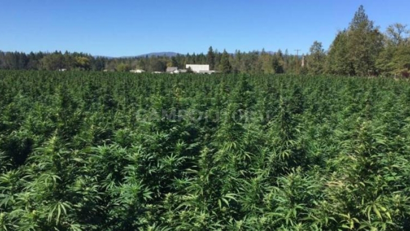 Cómo hará el INTA para cultivar cannabis en Santa Fe