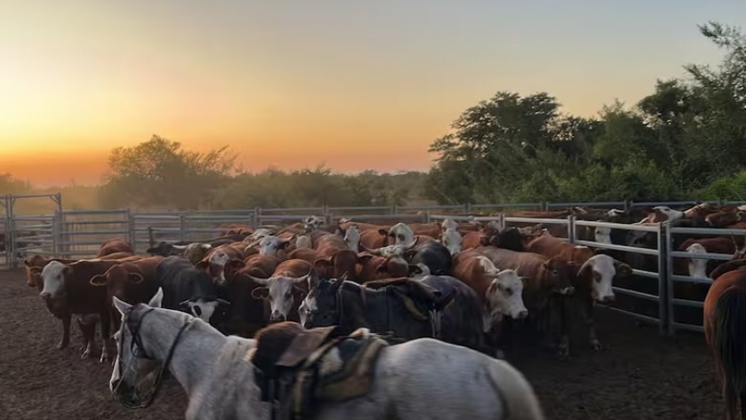 Crisis en el noreste de Santa Fe: productores isleños claman por soluciones ante la falta de transporte y burocracia