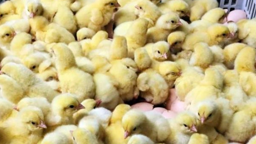 Francia prohibirá triturar pollitos machos y castrar lechones en su nueva ley sobre bienestar animal