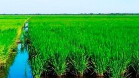 El cultivo del arroz en situación difícil