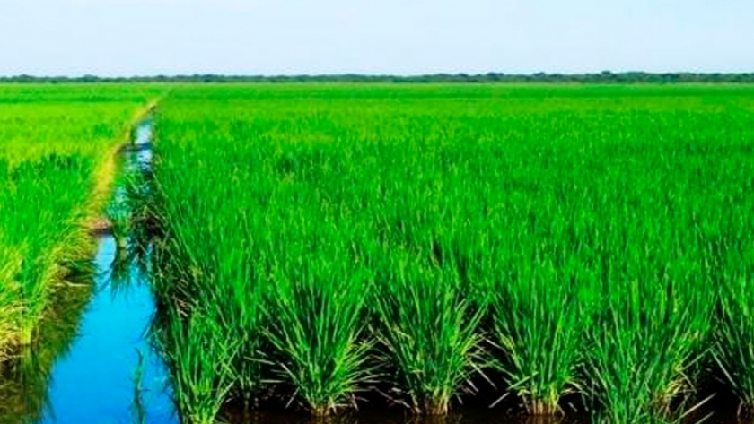 El cultivo del arroz en situación difícil