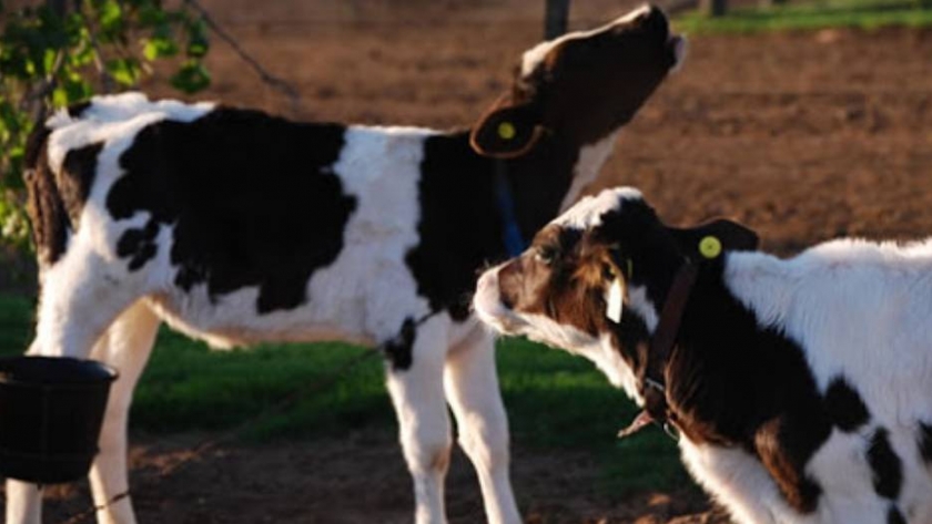 Bioinnovo, un producto innovador no antibiótico